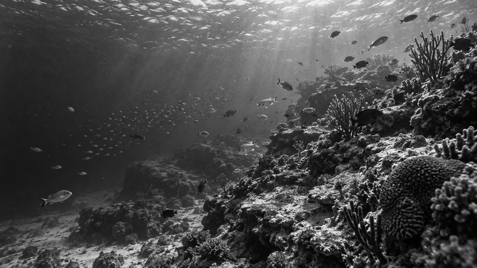 Black and white underwater view of a living Atlantic reef